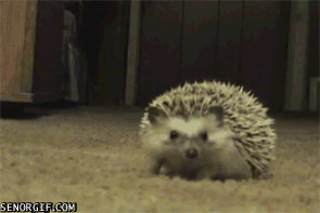 Hedgehog Headdesk